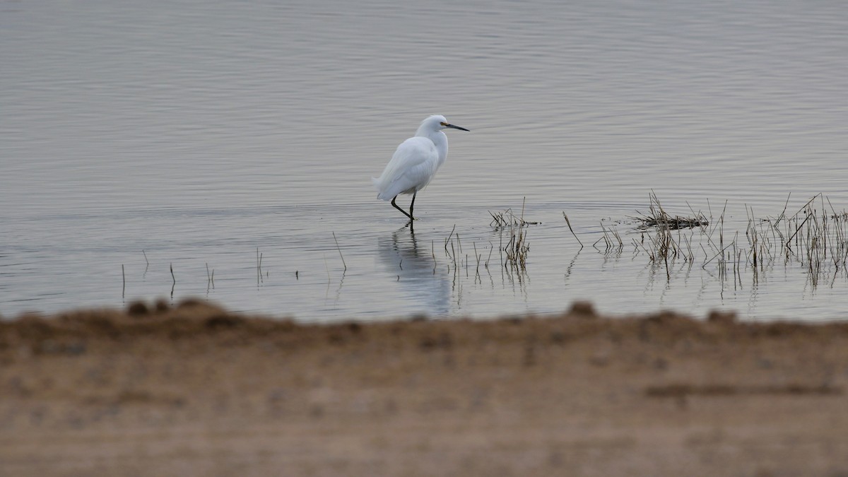 Snowy Egret - Andy Bridges