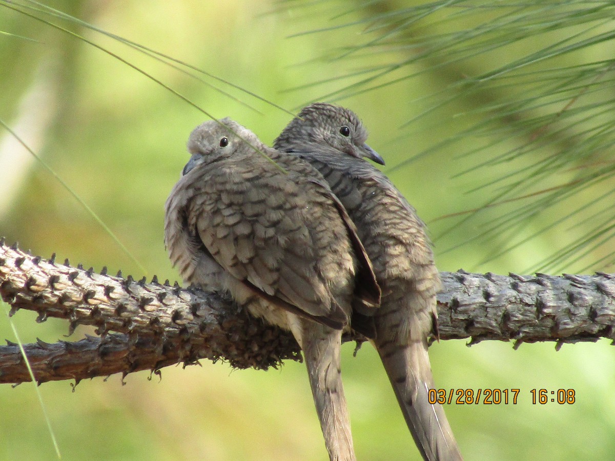 Inca Dove - Ricardo  Almengor