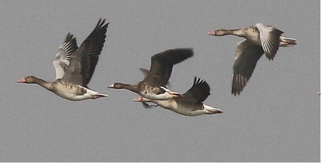 Greater White-fronted Goose - ML528639931