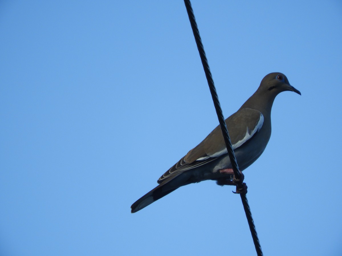 White-winged Dove - ML528640061