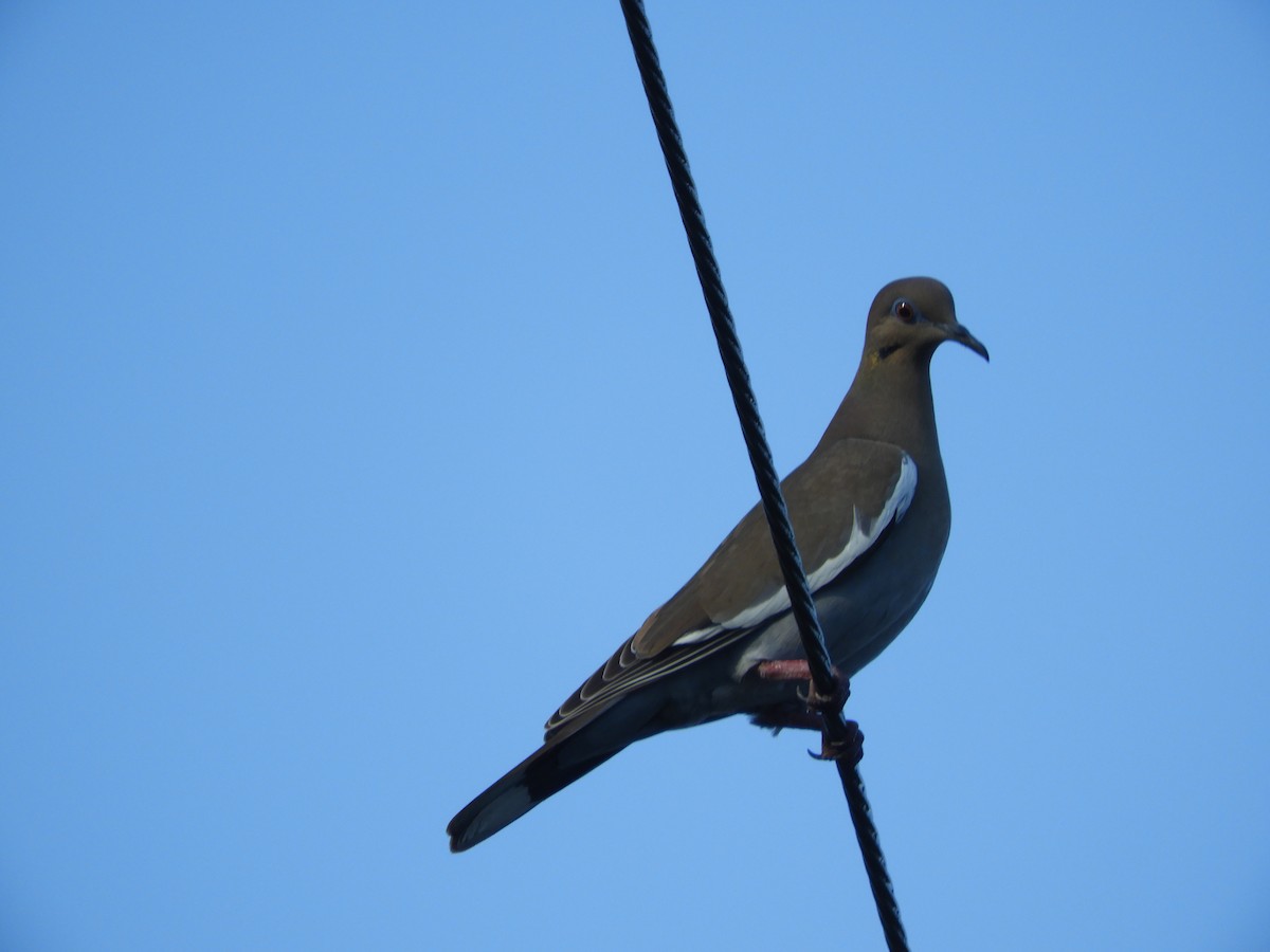 White-winged Dove - ML528640071