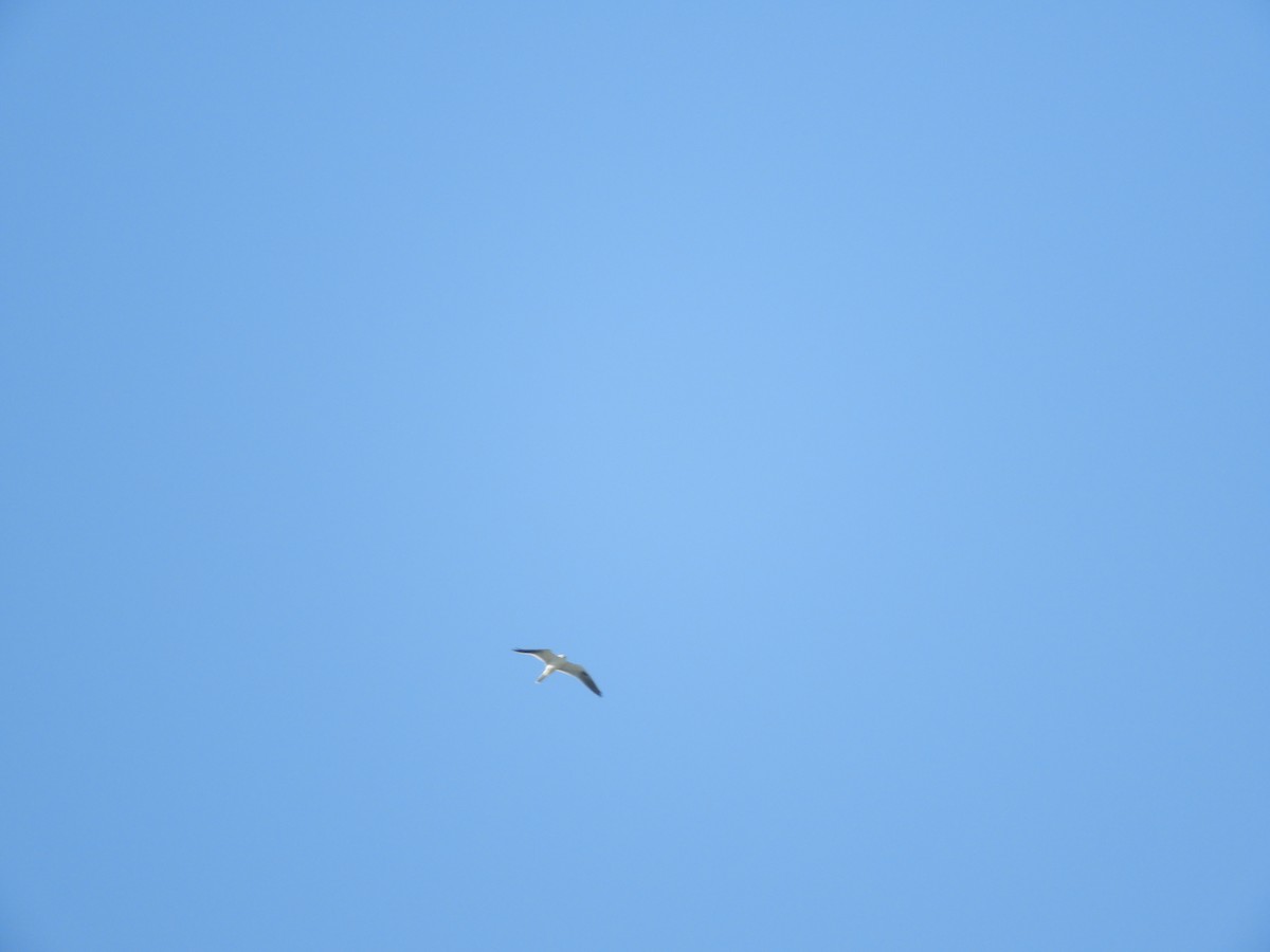 White-tailed Kite - ML528640221