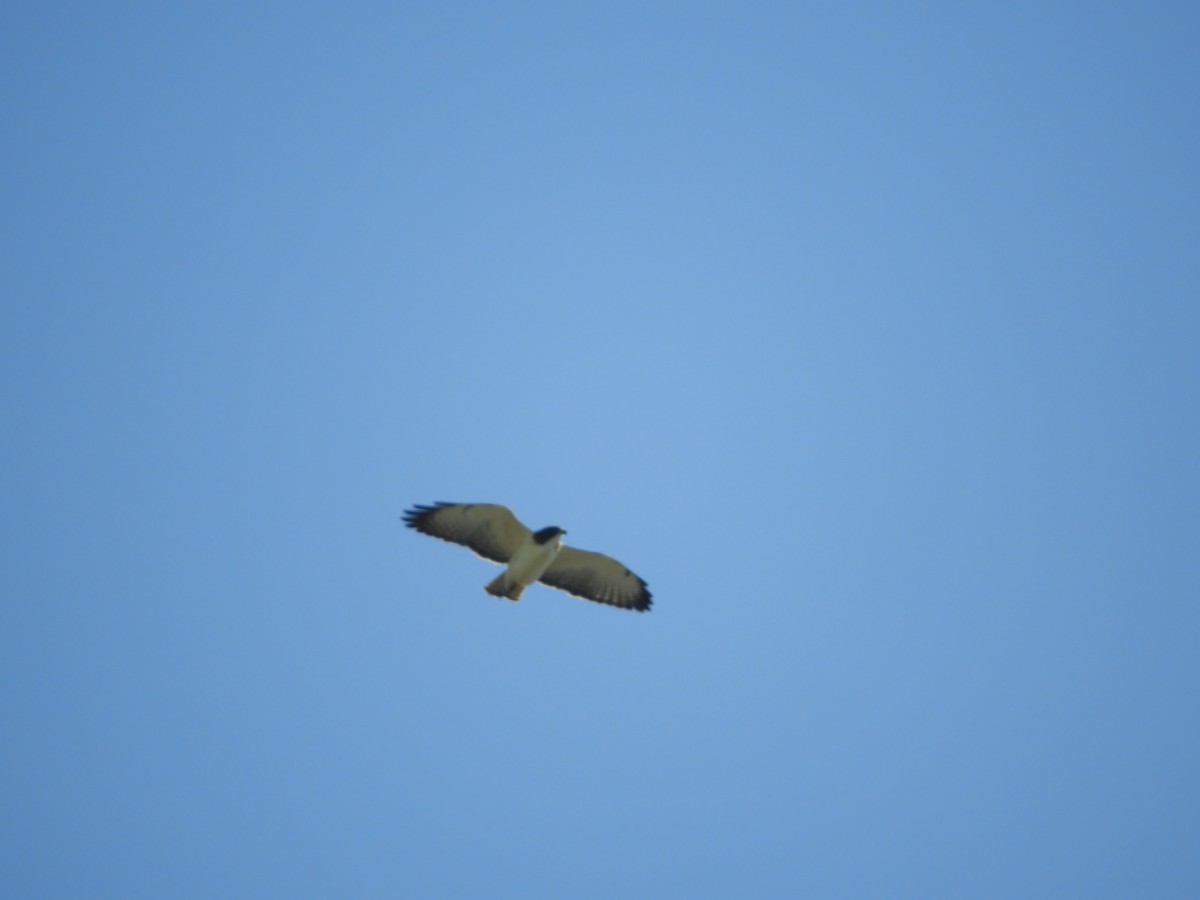 Short-tailed Hawk - ML528640351