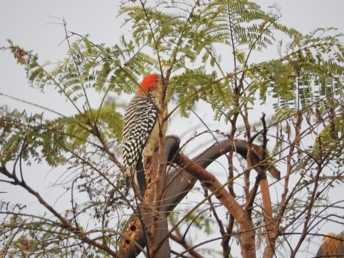 Red-bellied Woodpecker - ML528640411