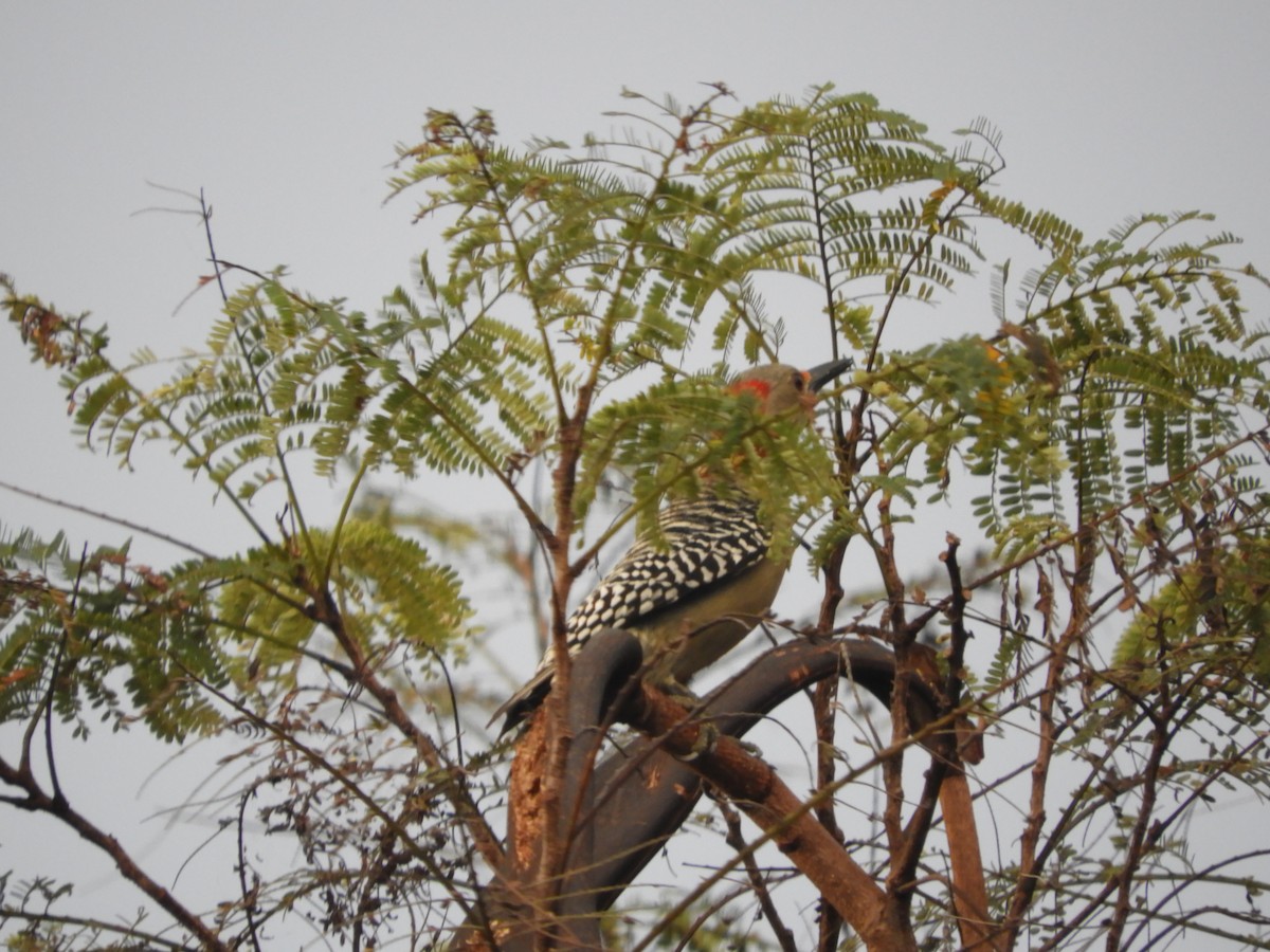 Red-bellied Woodpecker - ML528640421