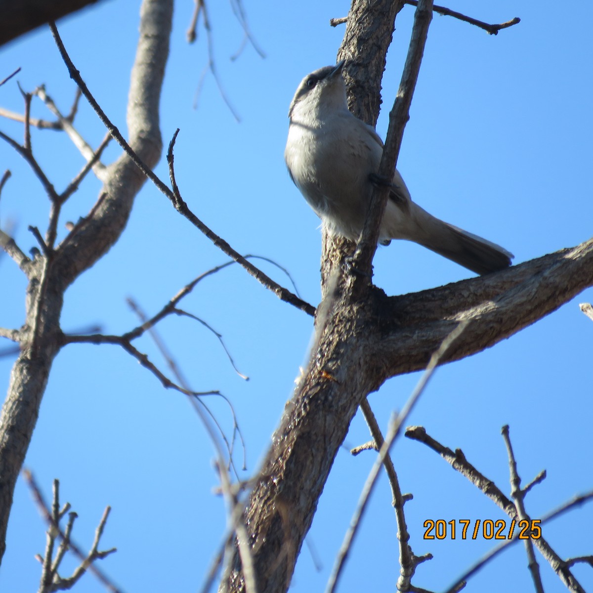 Lesser Whitethroat (Lesser) - ML528640481