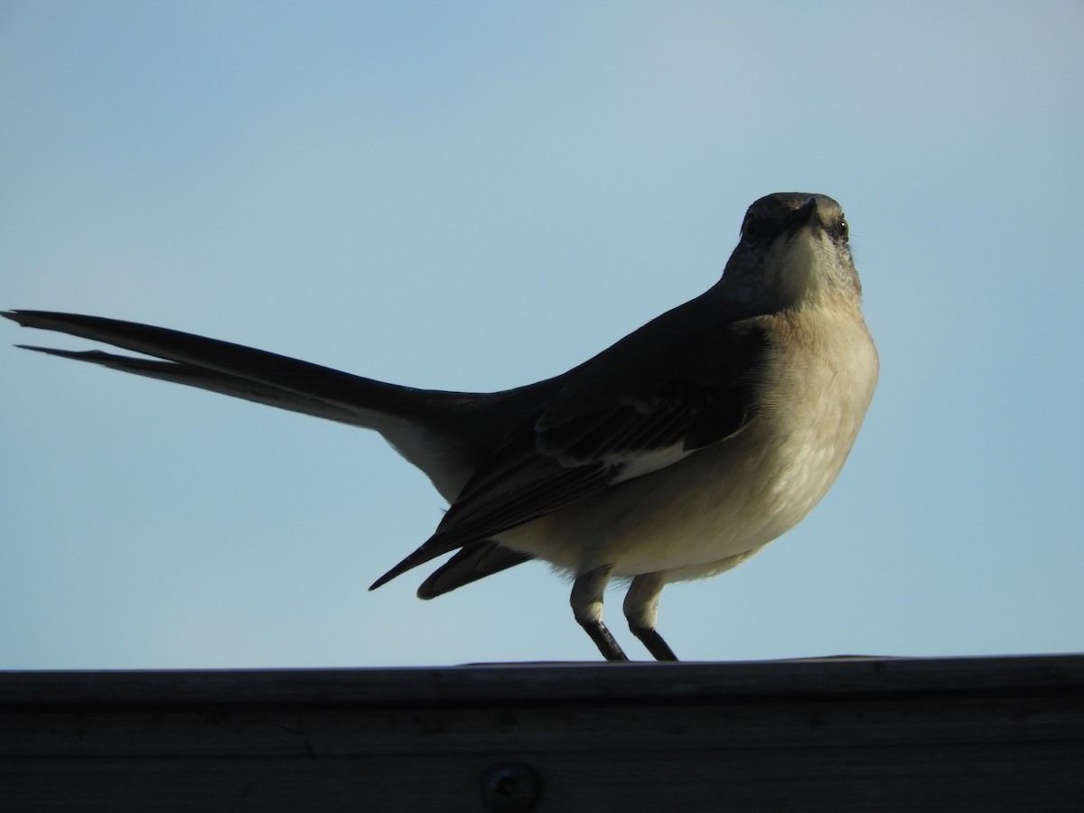 Northern Mockingbird - ML528640581