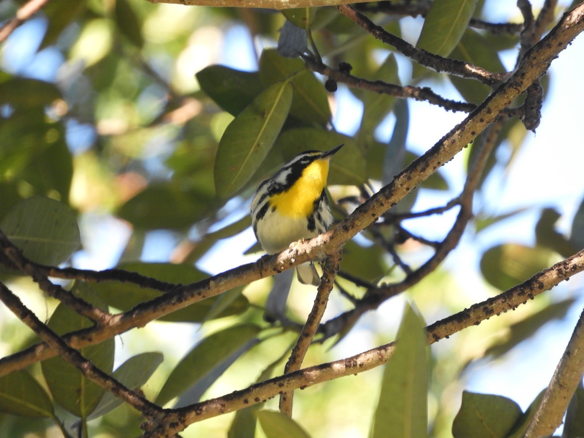 Yellow-throated Warbler - ML528640781