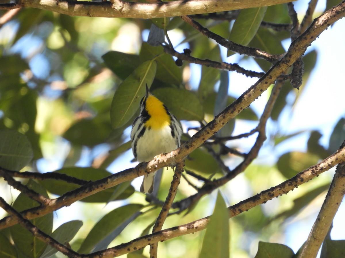 Yellow-throated Warbler - ML528640791