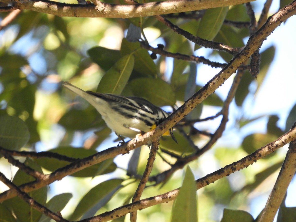 Yellow-throated Warbler - ML528640801