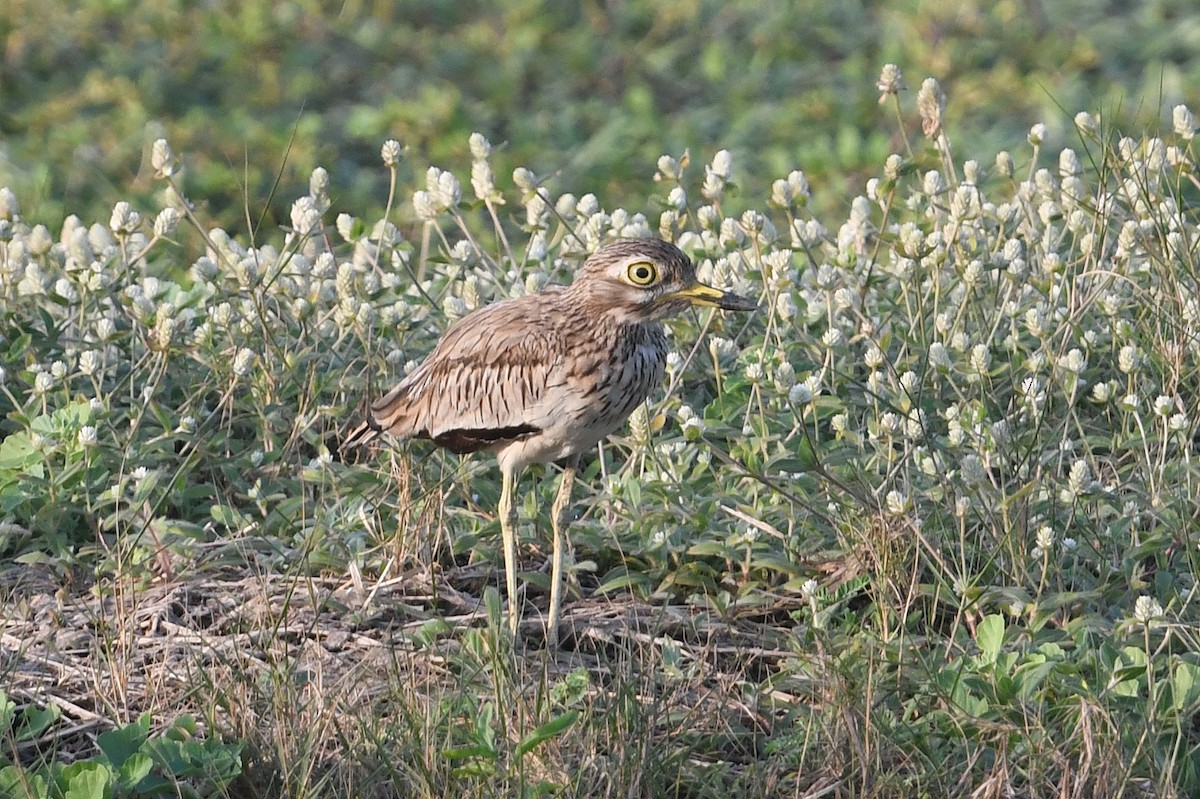 Senegal Thick-knee - ML528641161