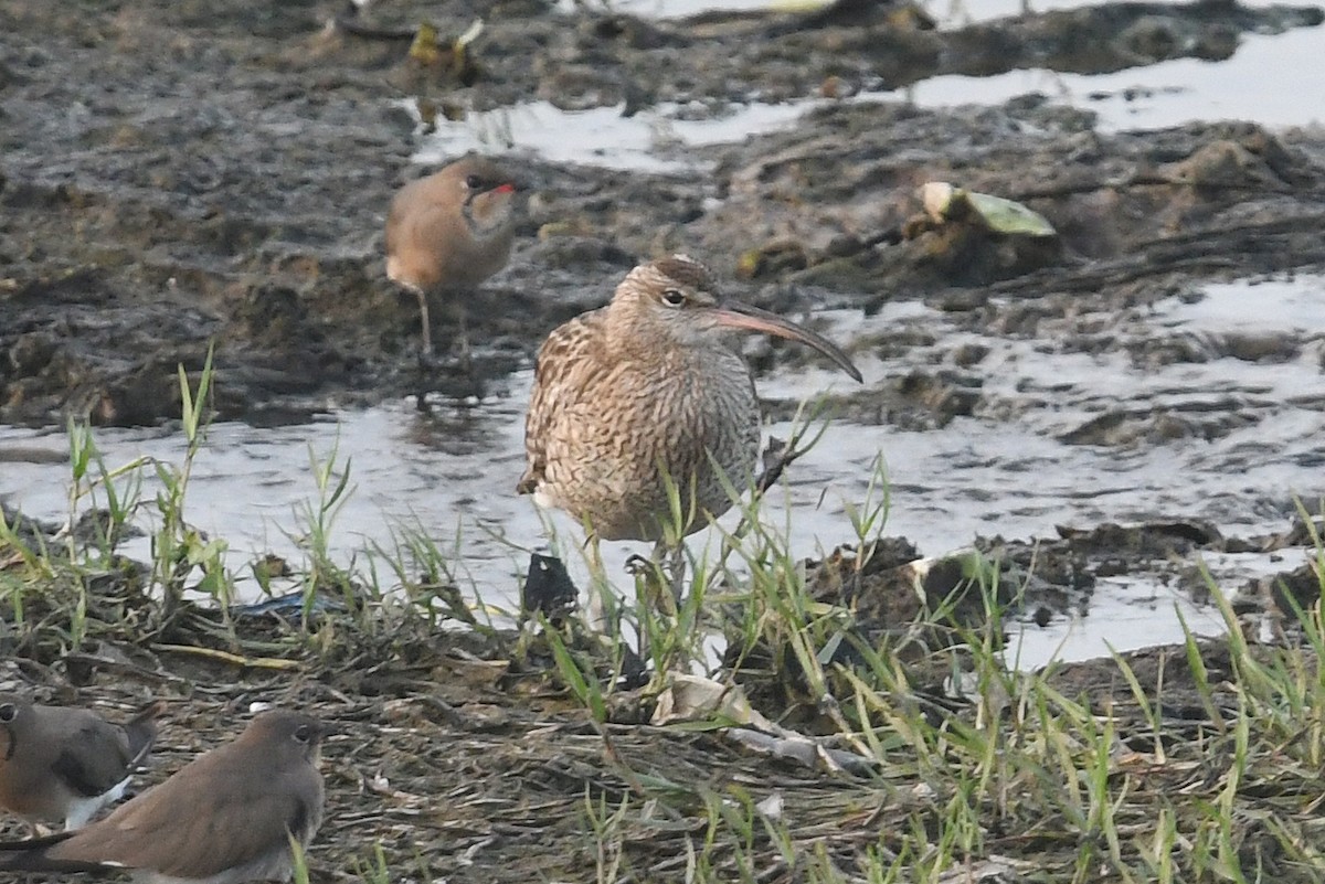 Regenbrachvogel - ML528641181