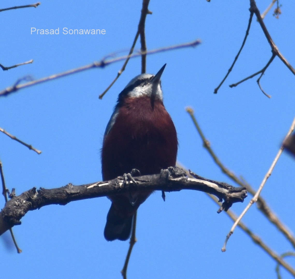 Indian Nuthatch - ML528641341