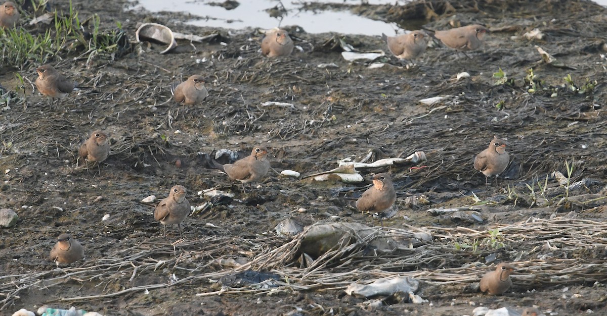 Collared Pratincole - Andreas Deissner