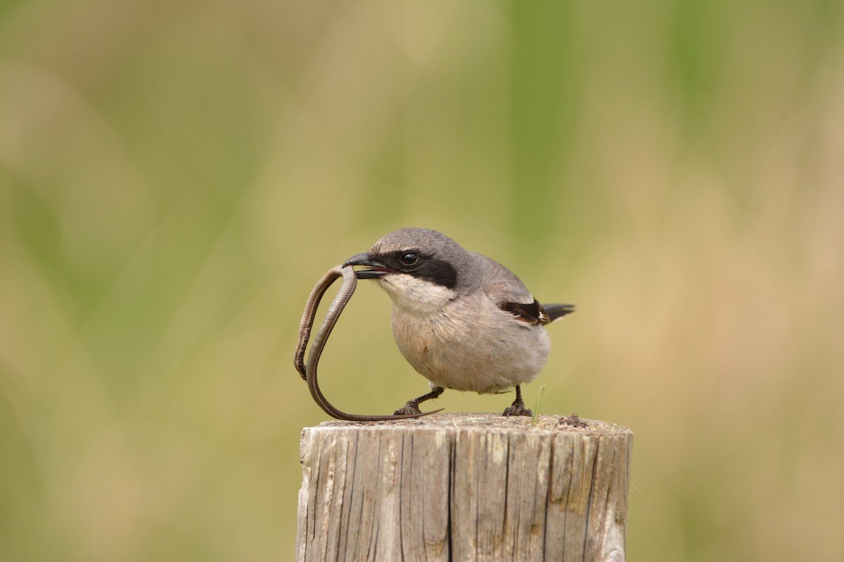 Loggerhead Shrike - Christopher Clark