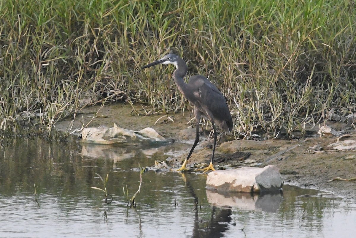 volavka přímořská (ssp. gularis) - ML528641641