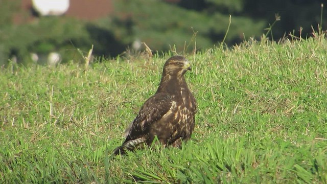 Swainson's Hawk - ML528641771