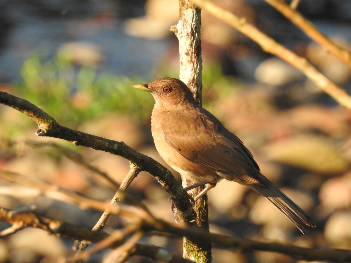 Clay-colored Thrush - ML528642061