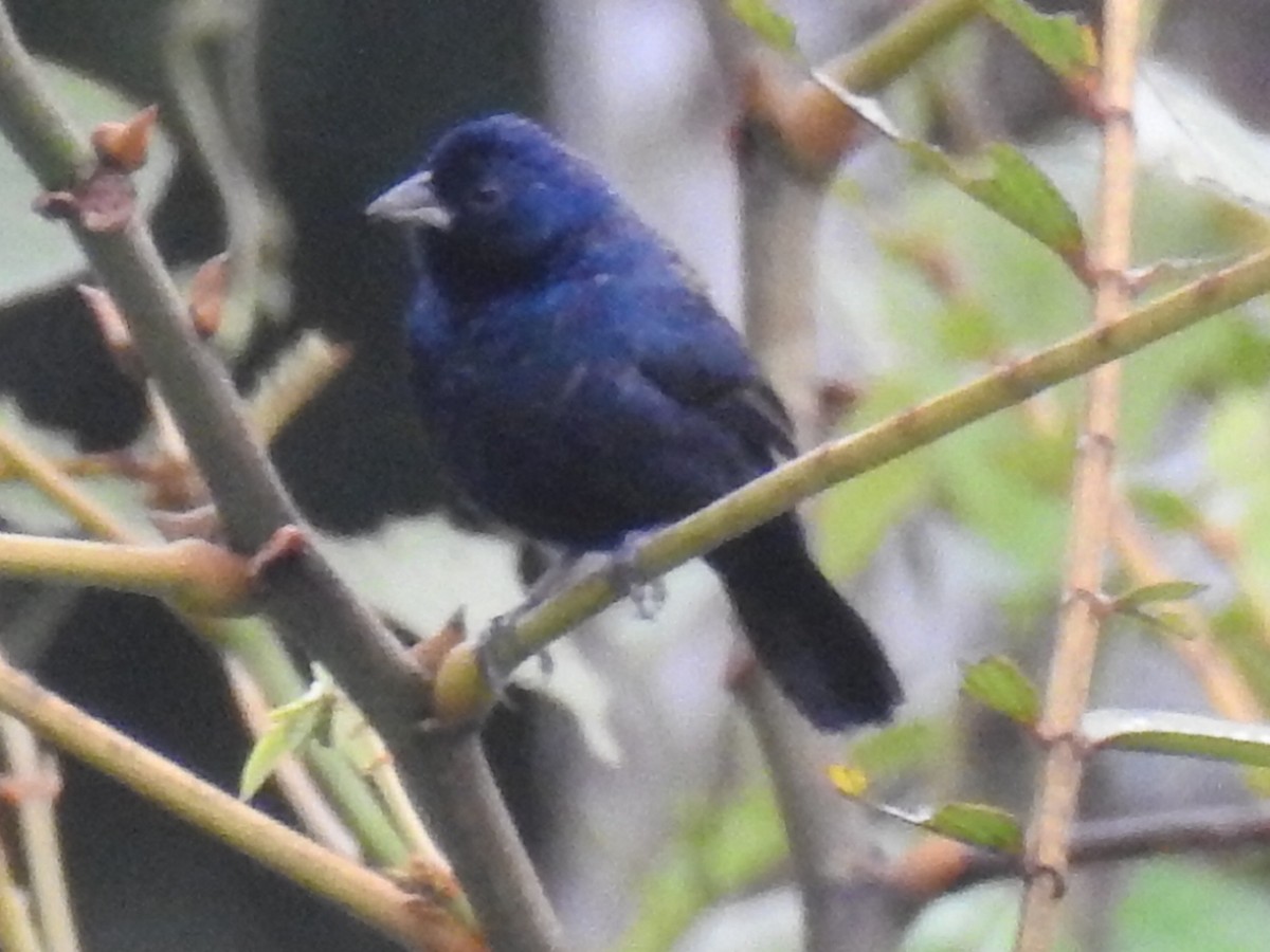 Blue-black Grassquit - ML528642451