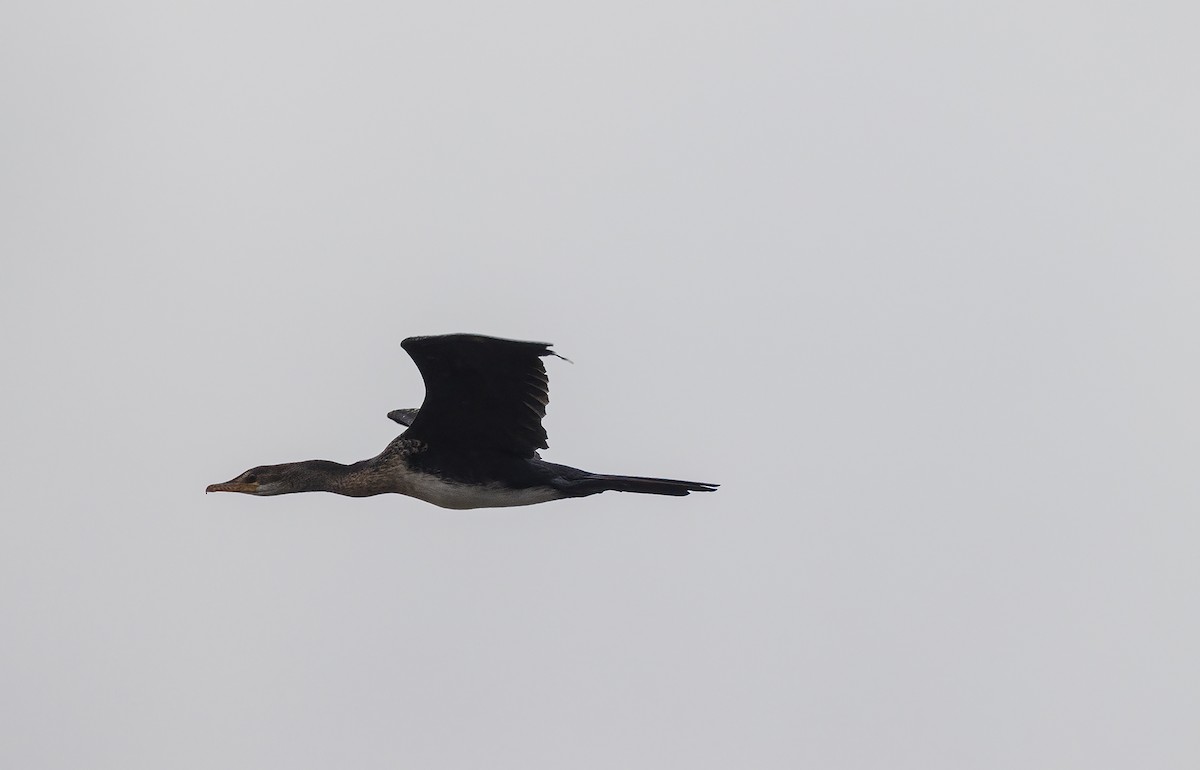 Long-tailed Cormorant - Mattias Ullman