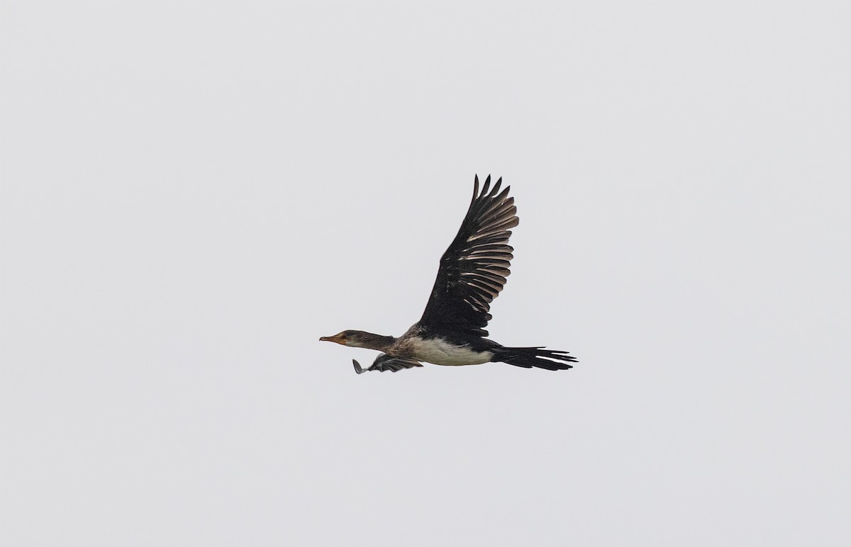 Long-tailed Cormorant - Mattias Ullman