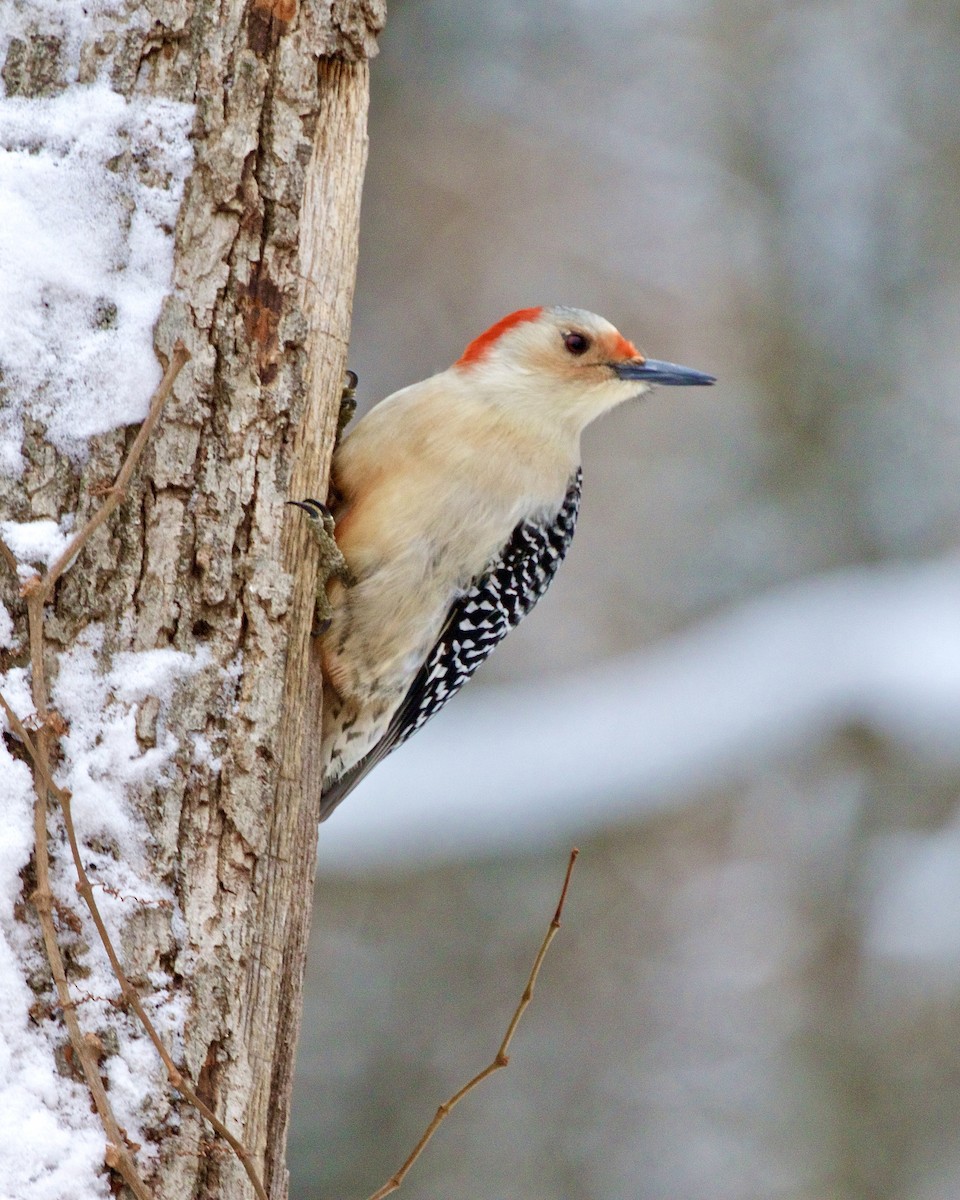 Red-bellied Woodpecker - ML528642891