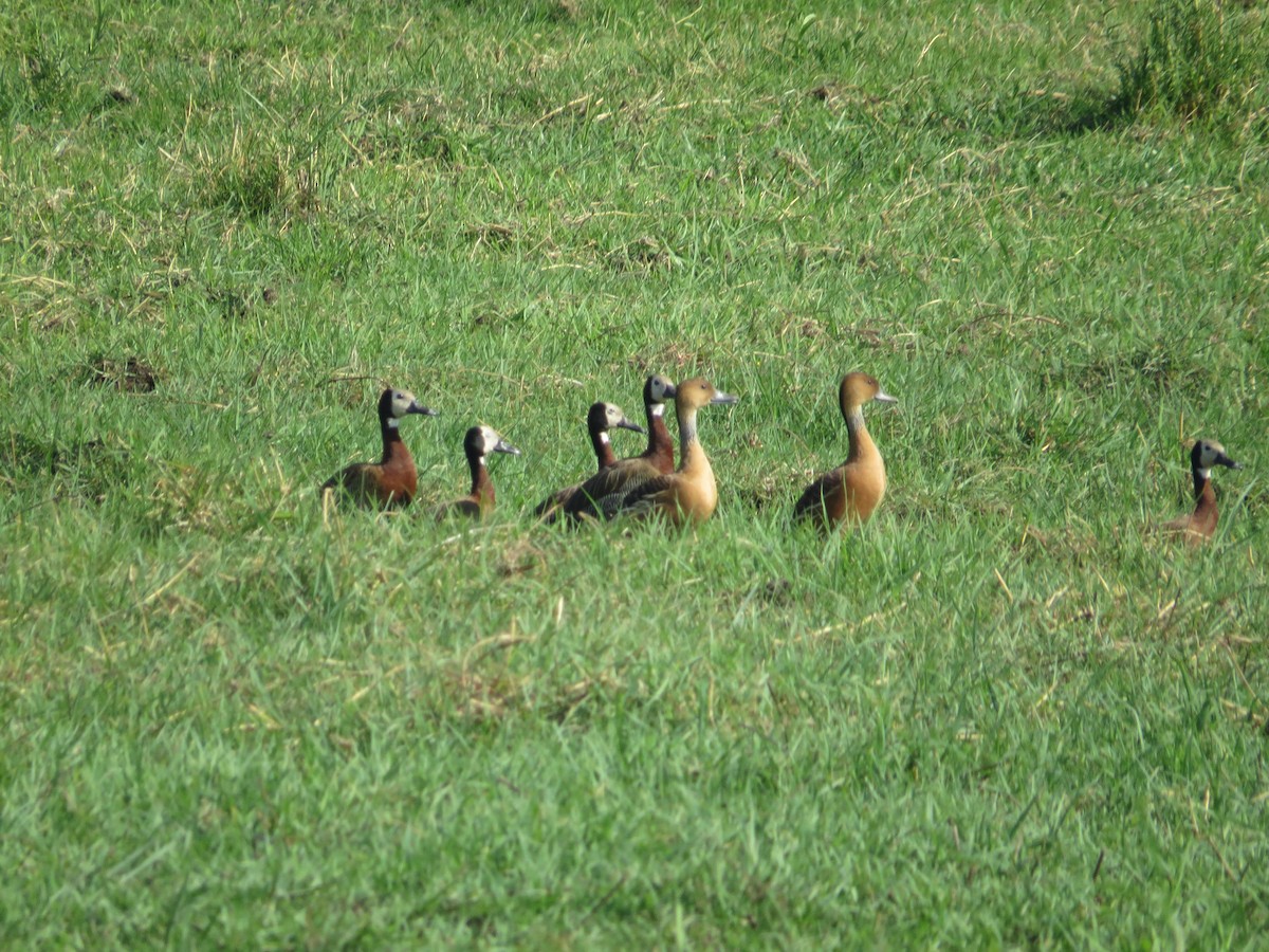 Fulvous Whistling-Duck - ML528643031