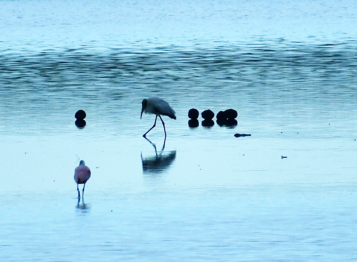 Wood Stork - ML528645751