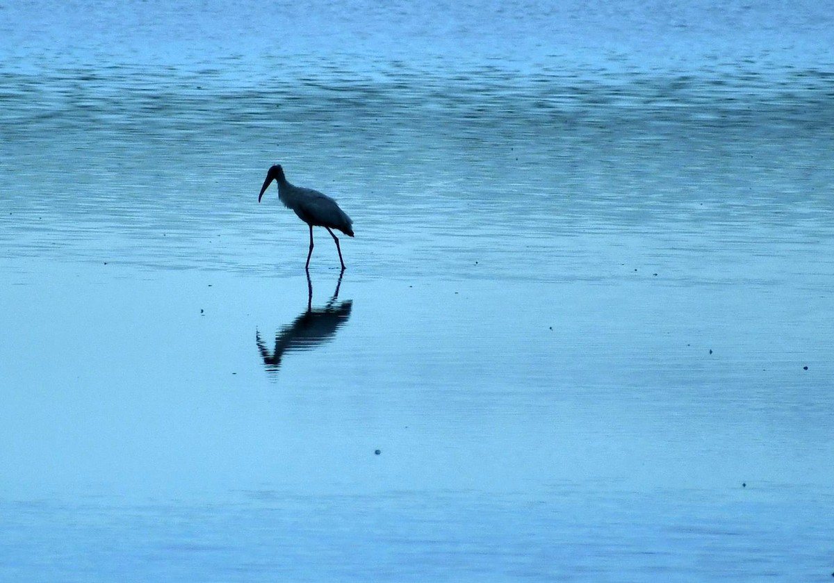 Wood Stork - ML528645761