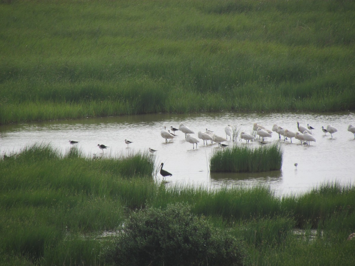 Eurasian Spoonbill - ML528646361