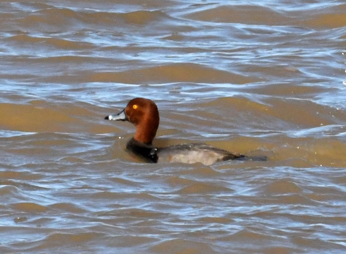 Redhead - ML528648741