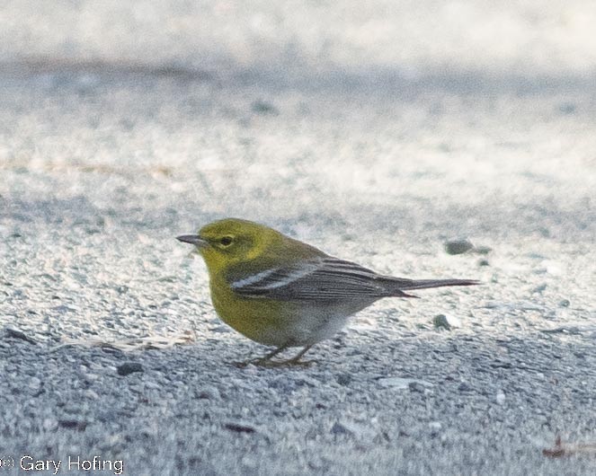 Pine Warbler - ML528649081