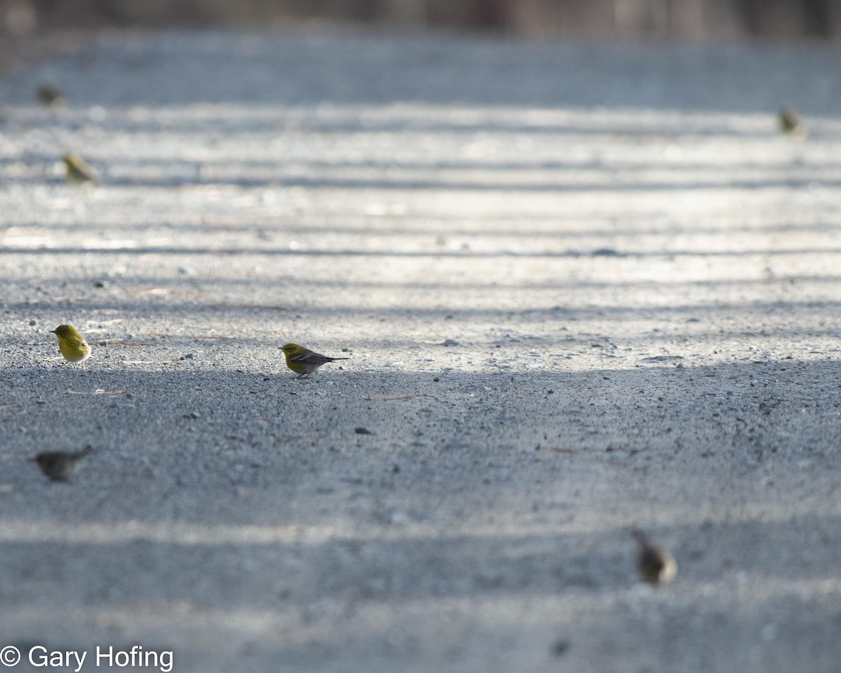 Pine Warbler - ML528649091