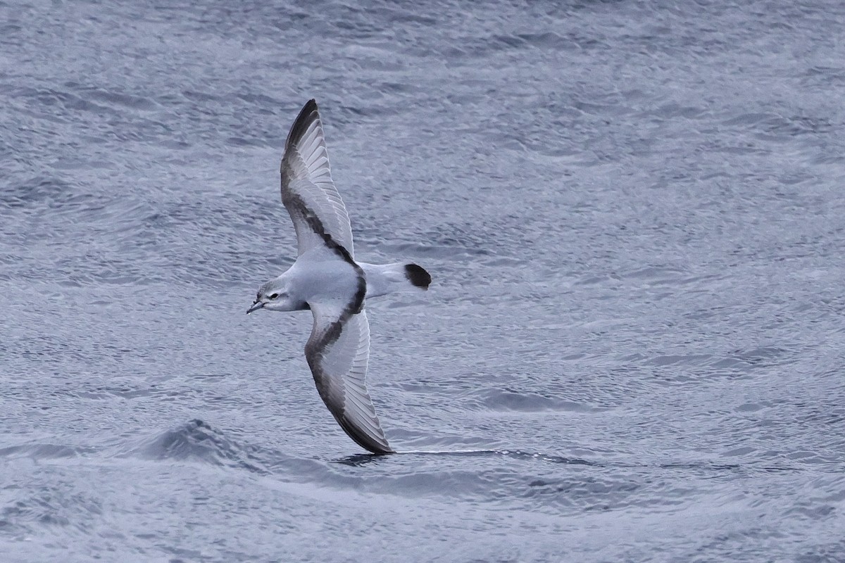 Antarctic Prion - ML528649271