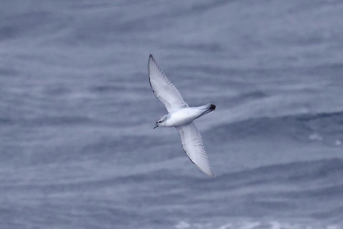 Antarctic Prion - ML528649291