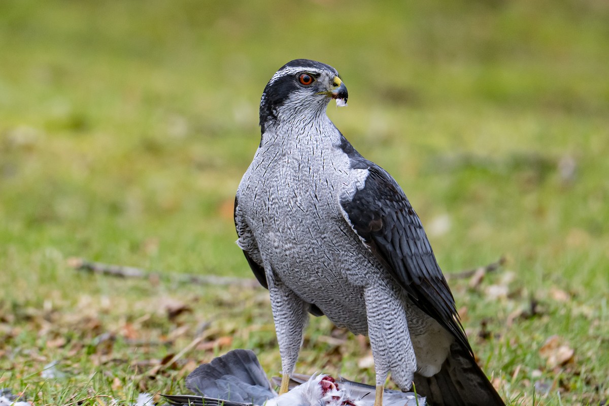 American Goshawk - Frank King