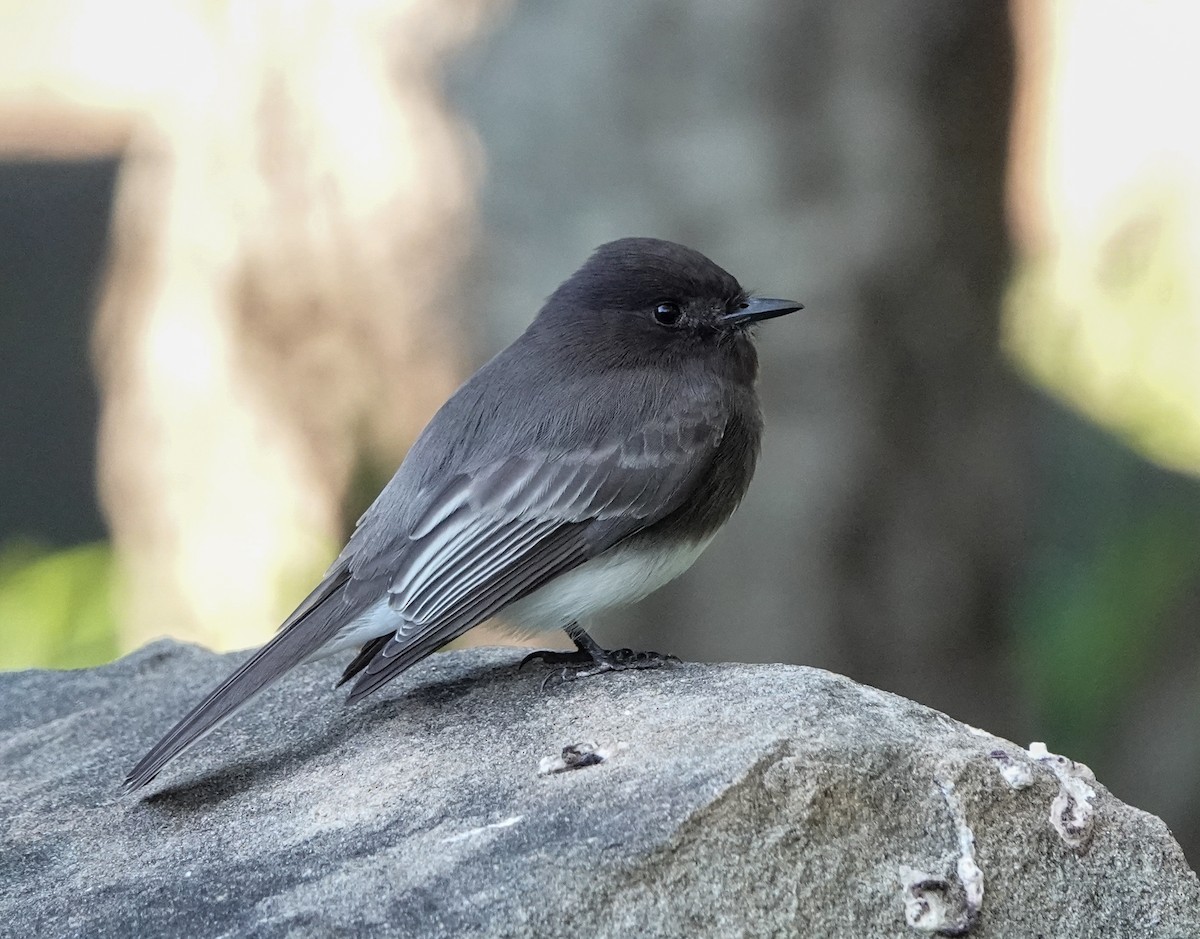 Black Phoebe - ML528650261