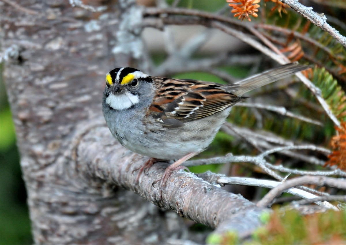 White-throated Sparrow - Jerry Davis