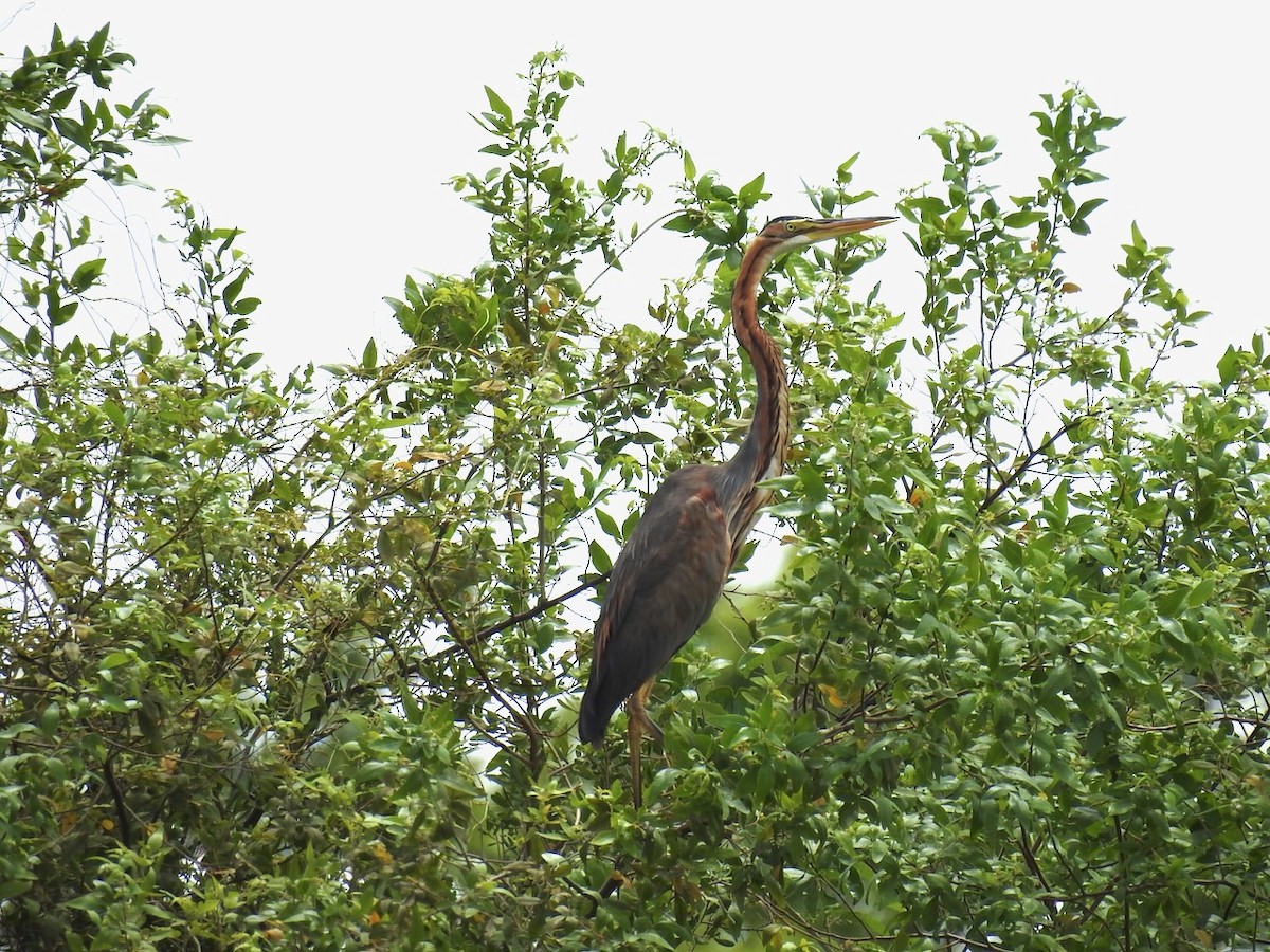 Purple Heron - Alastair Newton