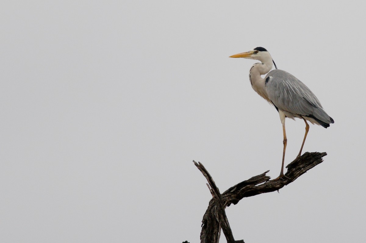 Gray Heron - Amanda Guercio