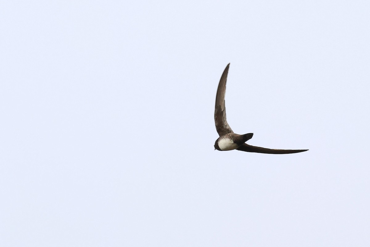 Alpine Swift - ML528653831