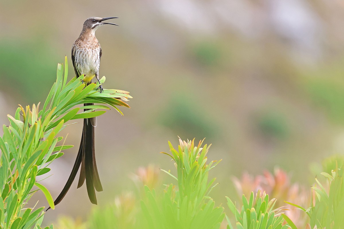 Cape Sugarbird - ML528653911