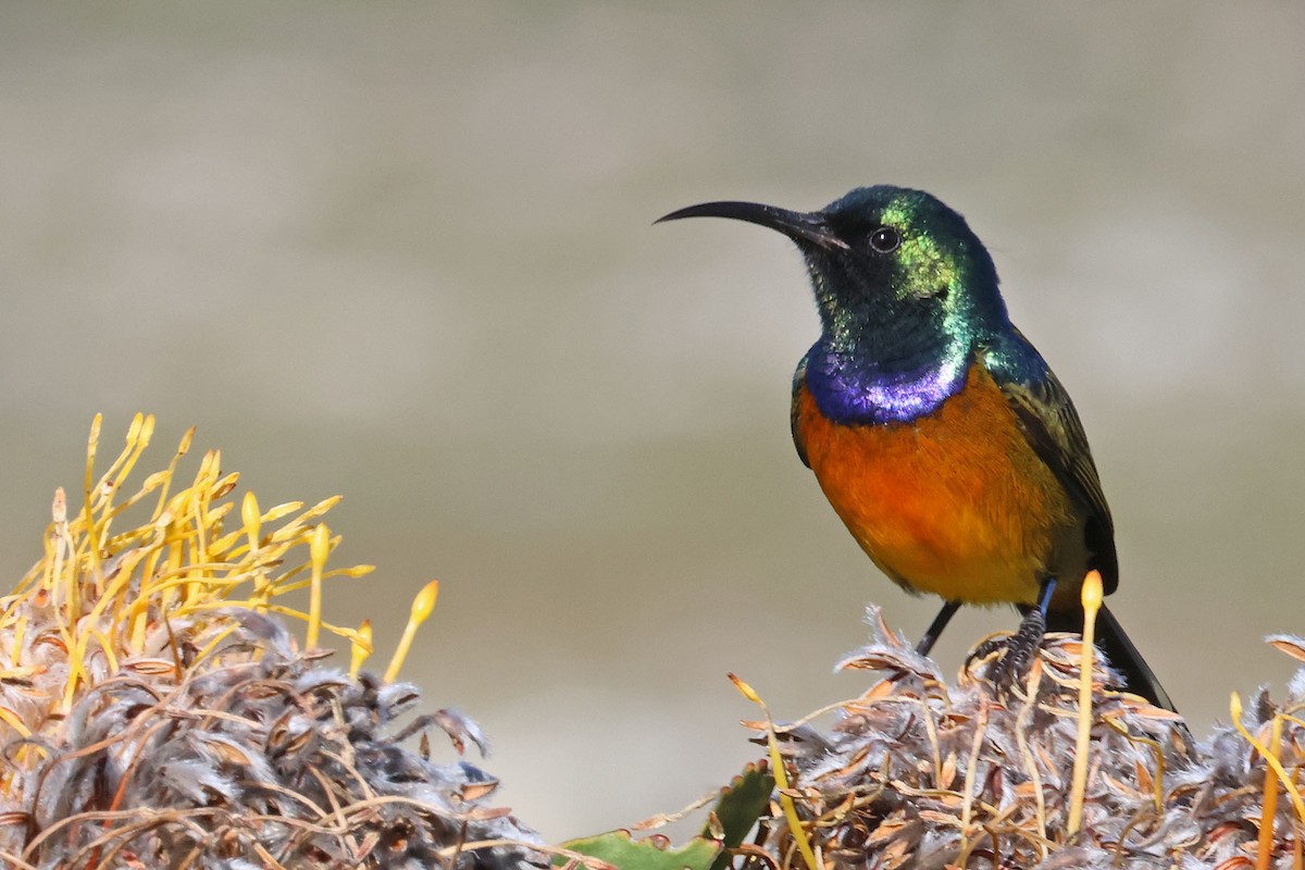 Orange-breasted Sunbird - ML528653961