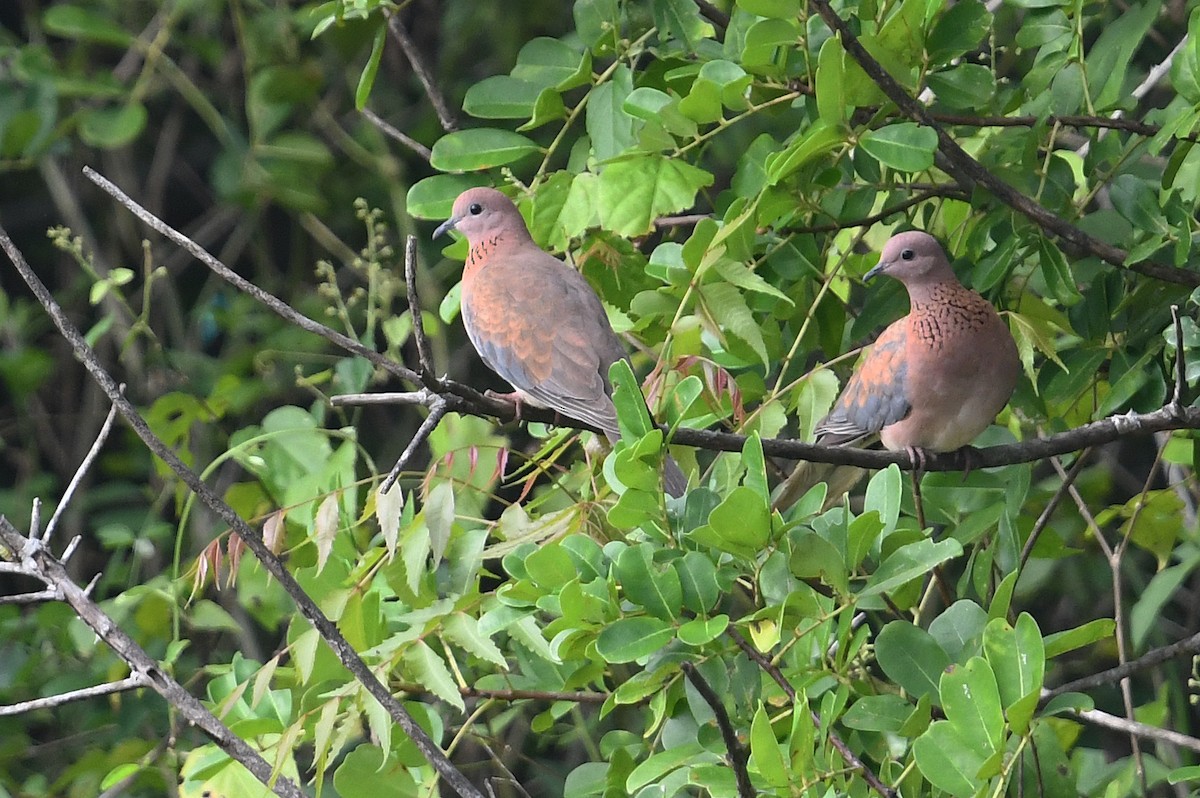 Laughing Dove - ML528655341