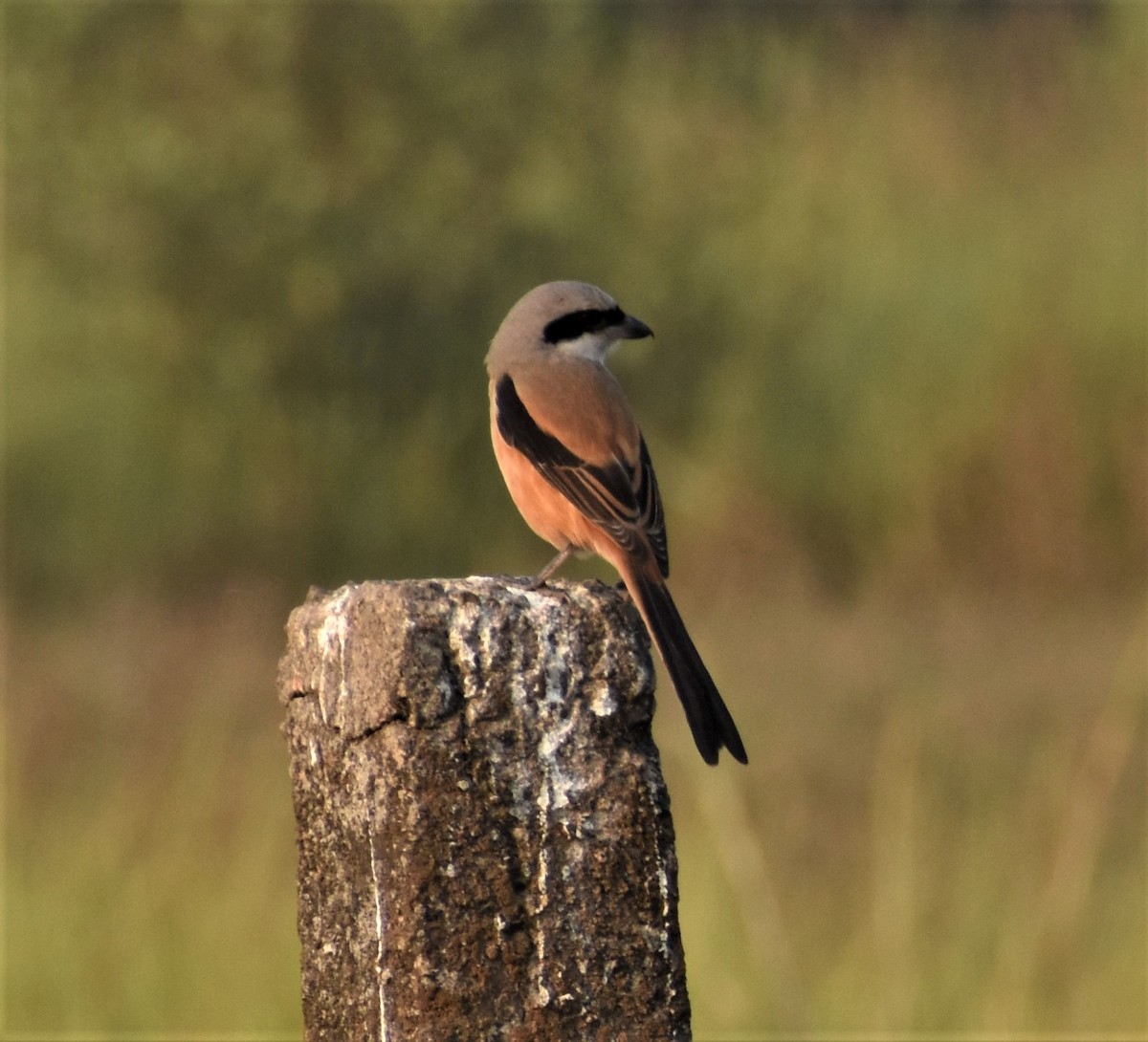 Long-tailed Shrike - ML528657011
