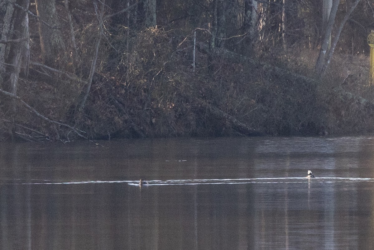 Hooded Merganser - ML528657581