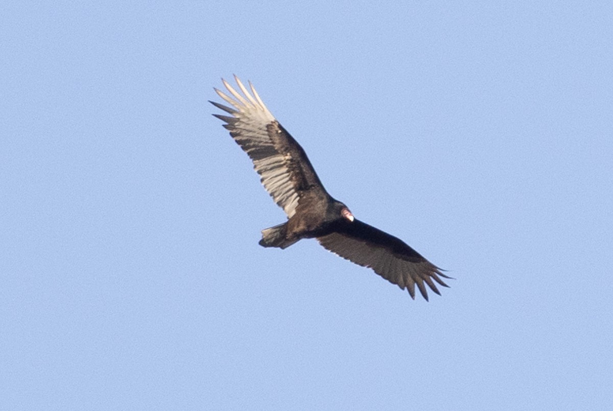 Turkey Vulture - Ann Van Sant