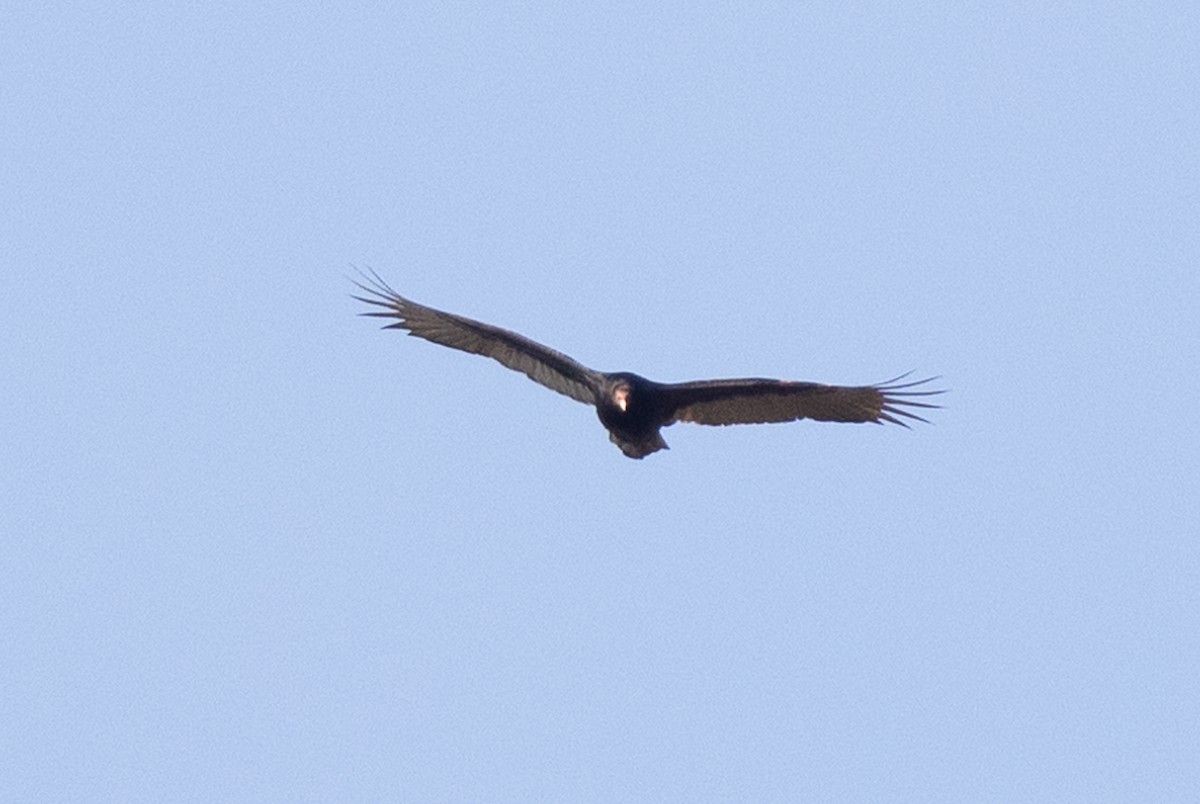 Turkey Vulture - ML528657871