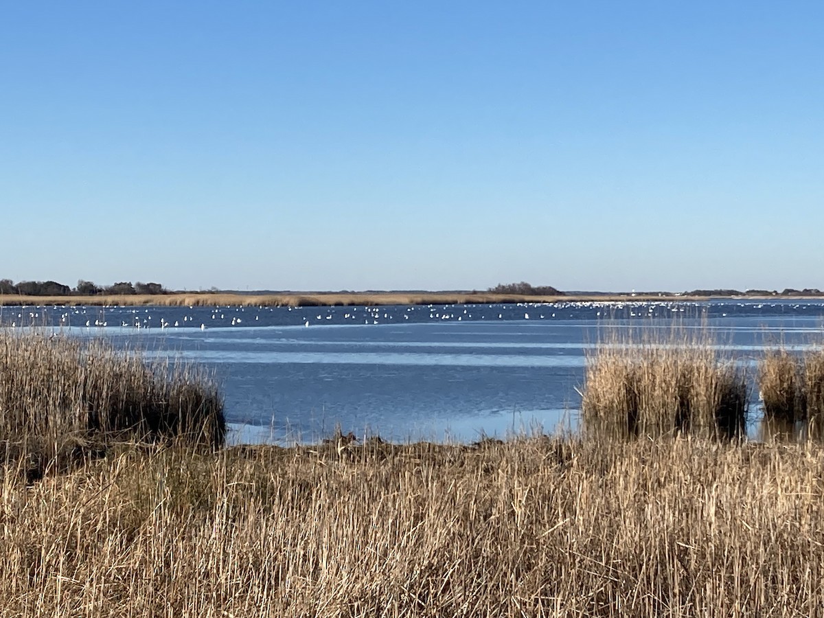 Tundra Swan - ML528659131