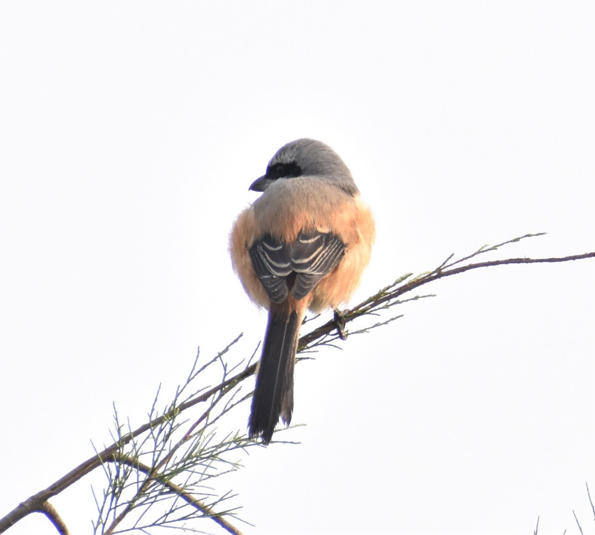 Long-tailed Shrike - ML528659261